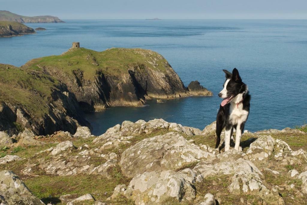 Llety Farm Bed and Breakfast St. Davids  Buitenkant foto