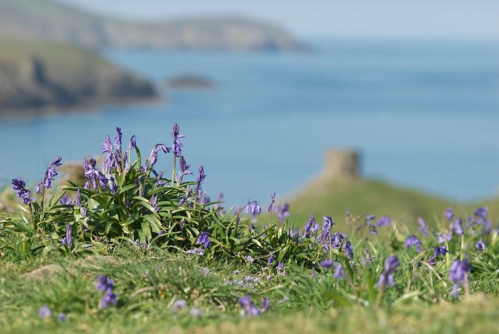 Llety Farm Bed and Breakfast St. Davids  Buitenkant foto